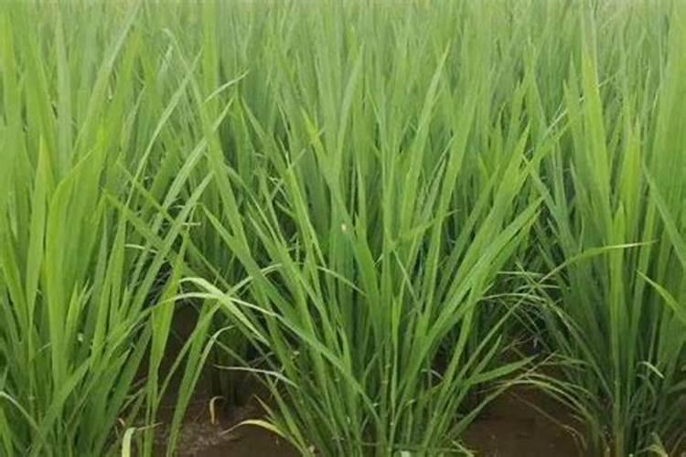 促进水稻分蘖的叶面肥