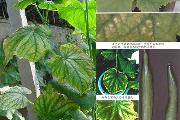 钾肥缺乏时的症状