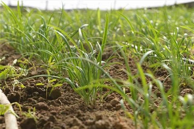 朋友。杀青虫药可以和硼肥磷酸二轻钾混合试使用吗？除草剂盖草能可以...