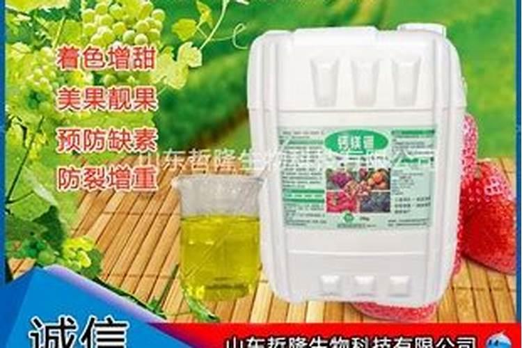 如何打理夏威夷草