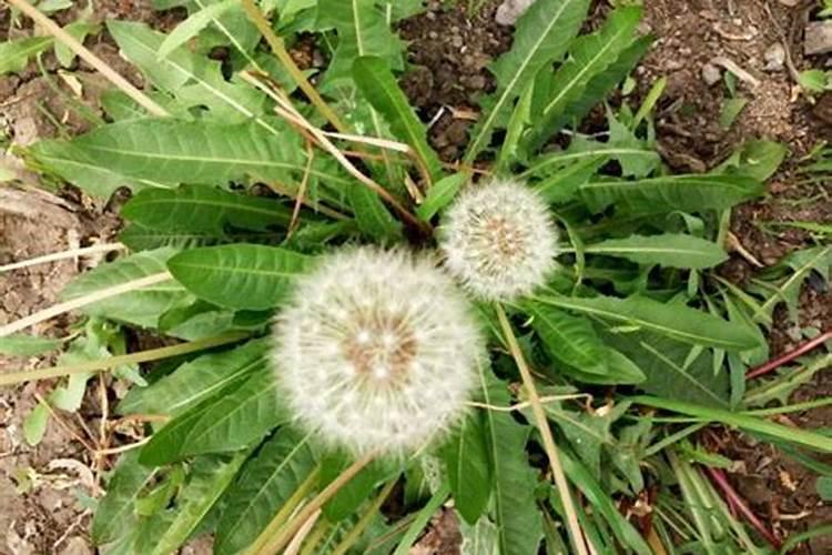 天然的磷钾肥有哪些