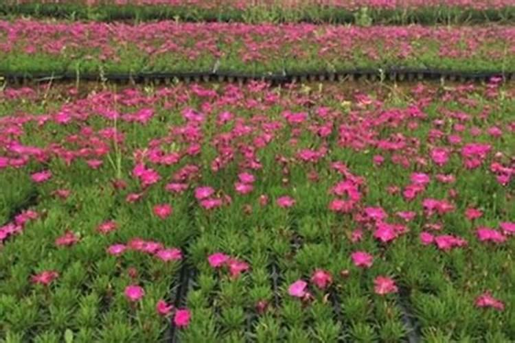 讲讲豆粕有机肥都有什么优点和缺点