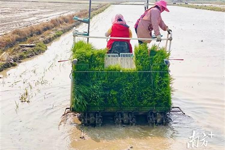 说一说豆粕有机肥的优势和劣势分别是啥