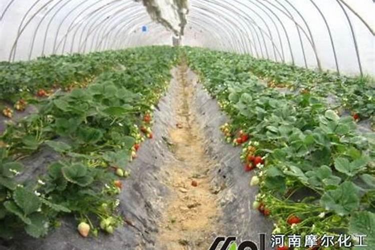 硅肥对草莓喷好还是灌根好