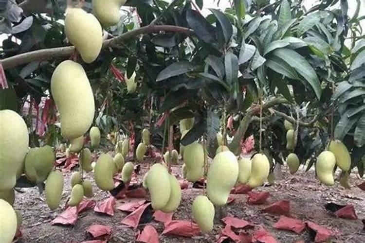 高产芒果需要掌握什么种植技巧 芒果施肥方法介绍