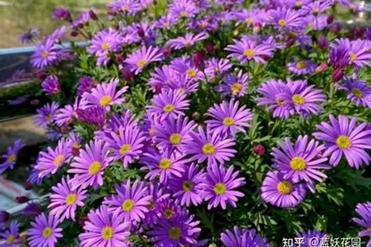 姬小菊只长叶子不开花怎么办(姬小菊徒长怎么修剪)