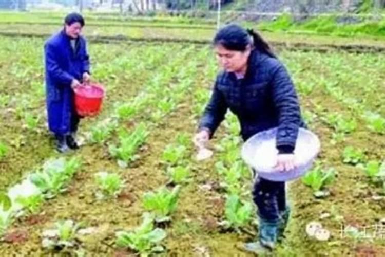茉莉花叶子发黄干枯掉叶子怎么办
