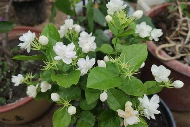 茉莉出现2种情况,要及时补肥,否则开花越来越少