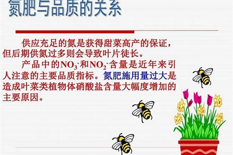 天鹰椒什么时候打钙肥最好