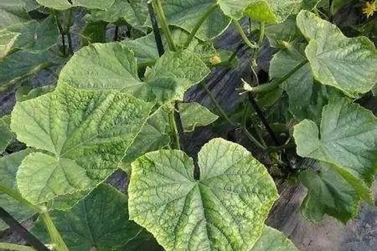 莲藕用什么肥料产量高