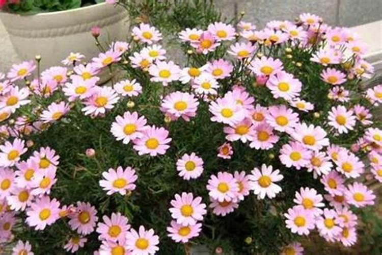 我家木菊花现在开花怎么施肥