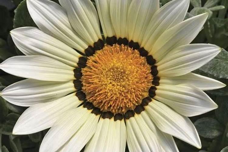 木菊怎么养才能开花多