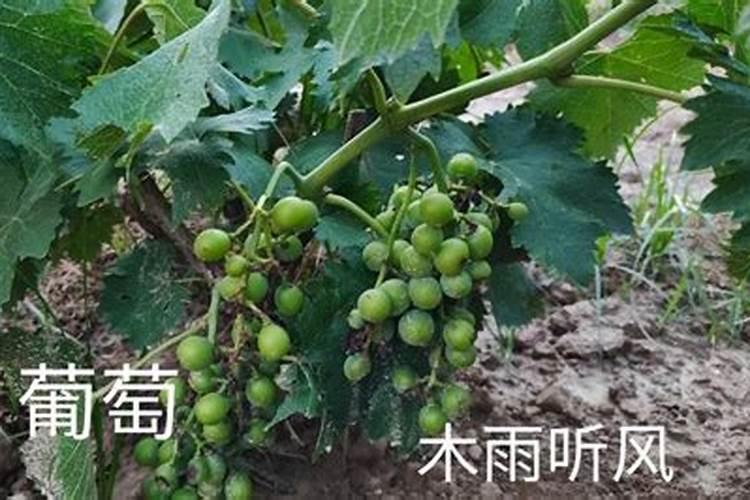 花生三谝药多少钱一组