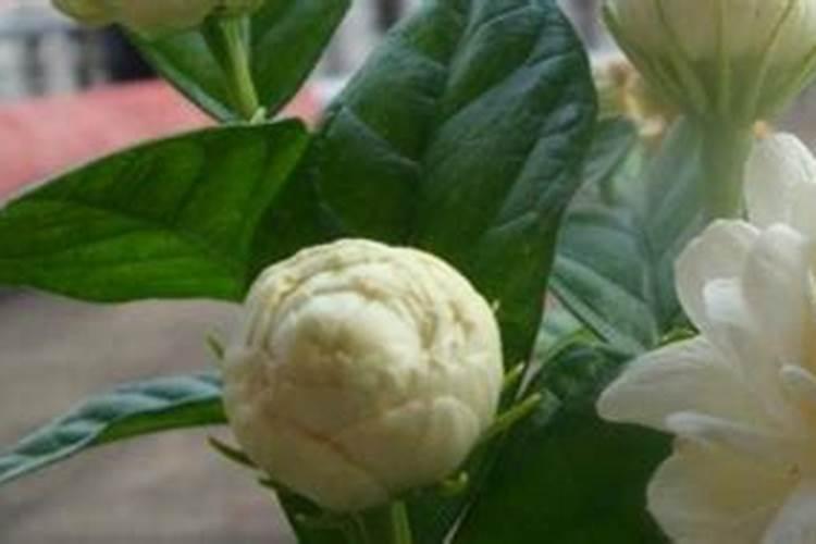 2月如何养茉莉花新芽蹭蹭长
