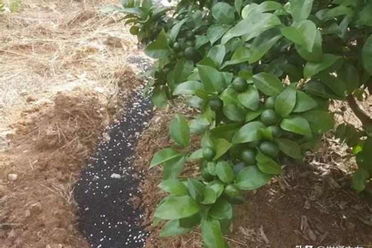 不打算挂果的柑橘小树花多不长梢,怎么办？