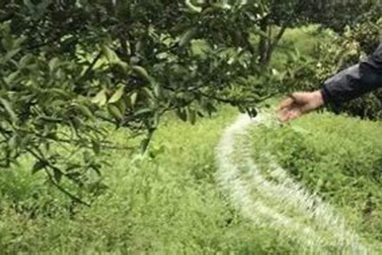 果树用什么肥料最好