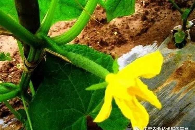 黄瓜初瓜期施什么肥料