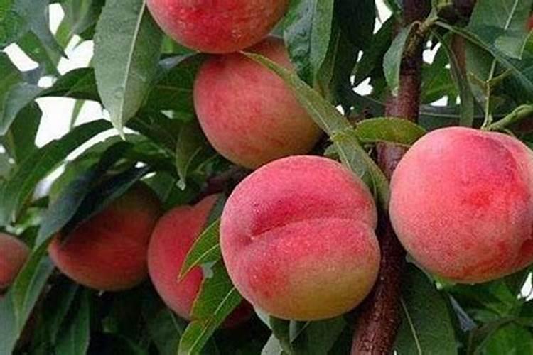 促进枝条老熟用什么药