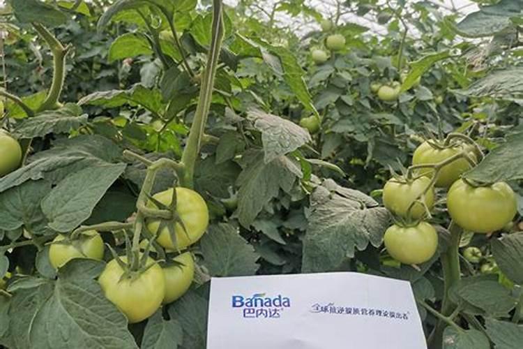 草坪用什么肥料生根最好