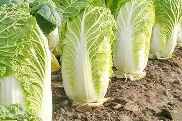 水培蓝莓多久浇一次水