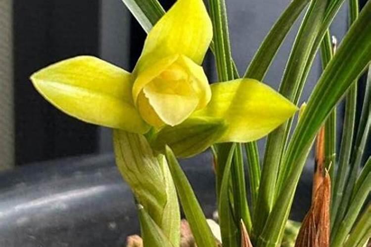 氮磷钾对兰花有什么作用？氮磷钾的功能及对兰花影响