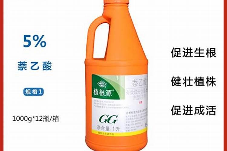 发财树怎么养护用什么肥生根 发财树如何养护用什么肥生根