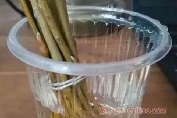 生根粉一克兑多少水浸泡玉树