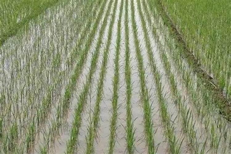 叶面肥喷施后几小时下雨不影响效果