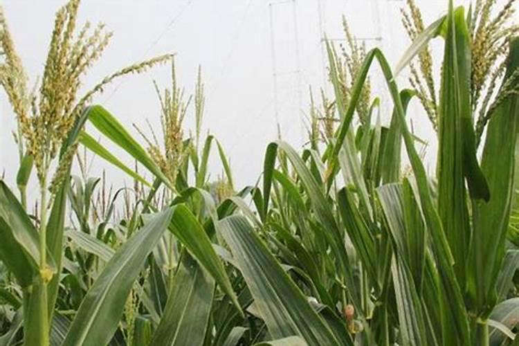 全国20强化肥厂在湖北建有生产基地的厂家有哪些？