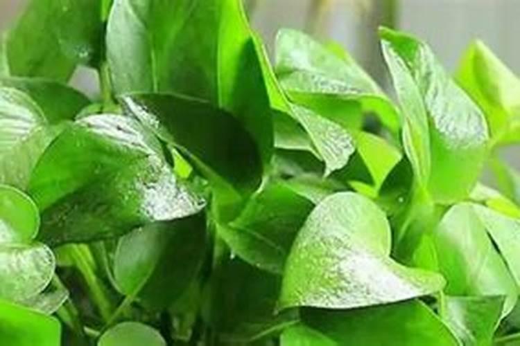 大量元素水溶肥的作用与功效