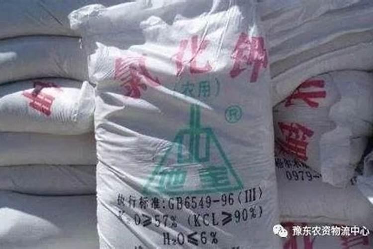 葱花怎么种才长得好长的胖 葱花如何种才长得好长的胖