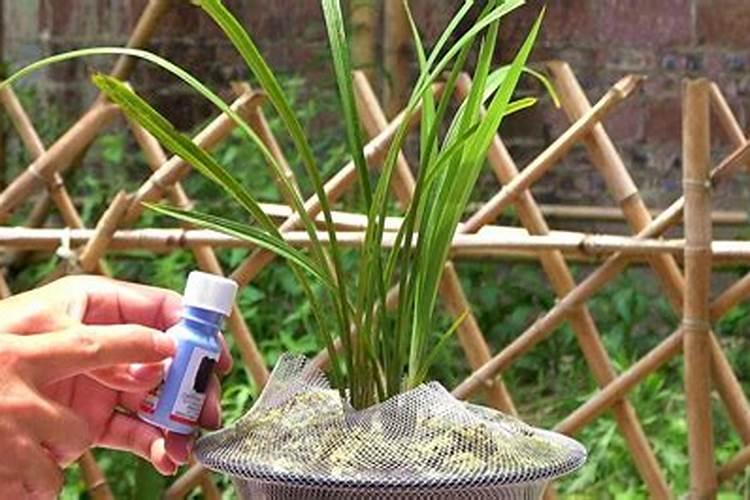 养兰花,如何使用磷酸二氢钾呢？