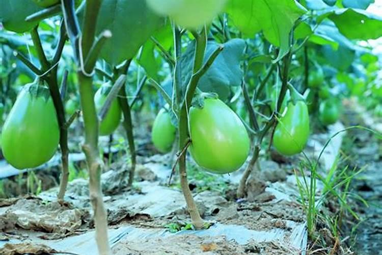 茄子施肥时间,施肥技术,施肥技巧