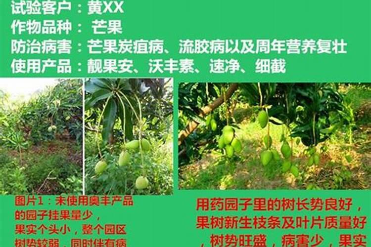 芒果树控梢用什么药好控,跪求解答个位大神