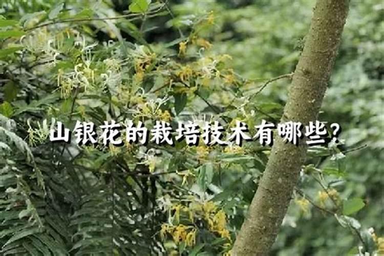 十一公分银杏树如何施肥