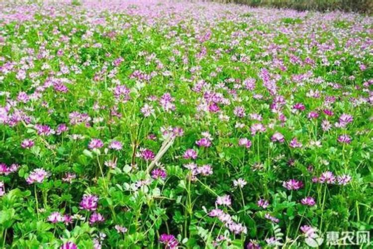 园林植物的施肥