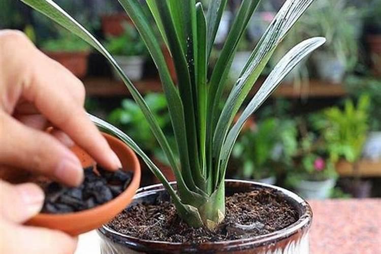 氮肥如何被植物吸收的？