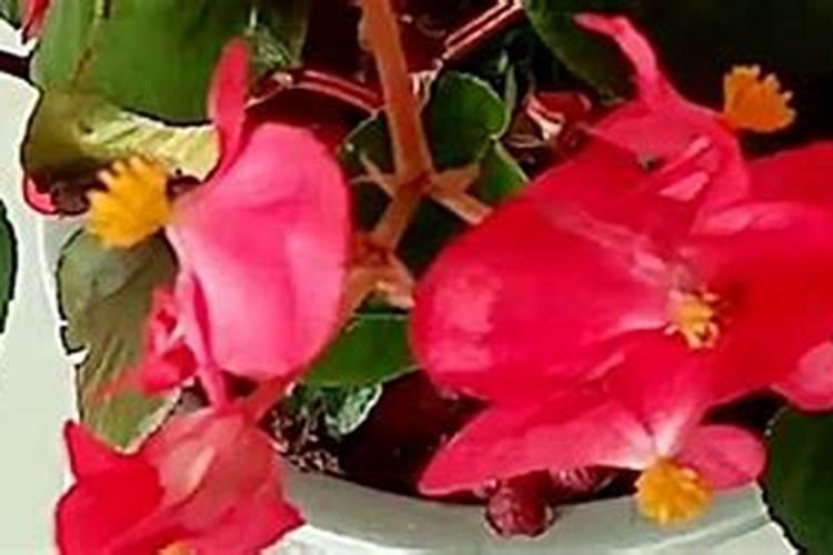 四季海棠几月开花 四季海棠花期如何施肥