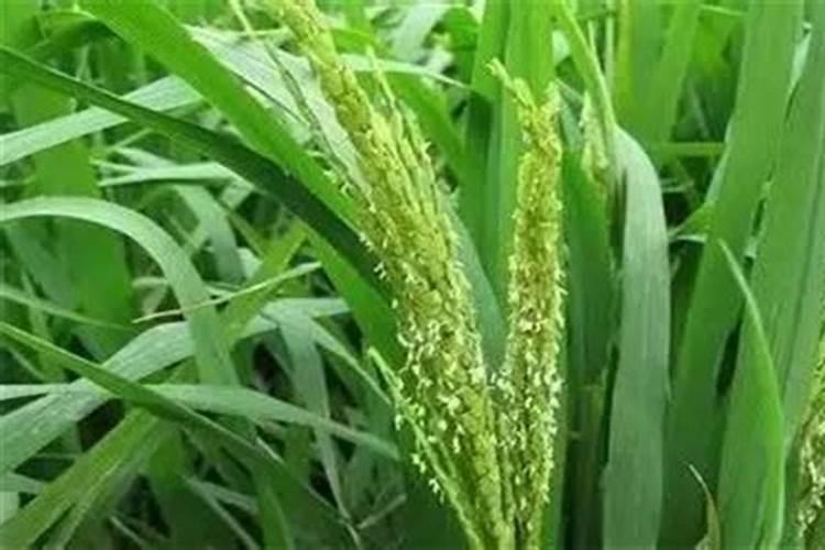 水稻苗床打叶面肥应该间隔几天多少天？
