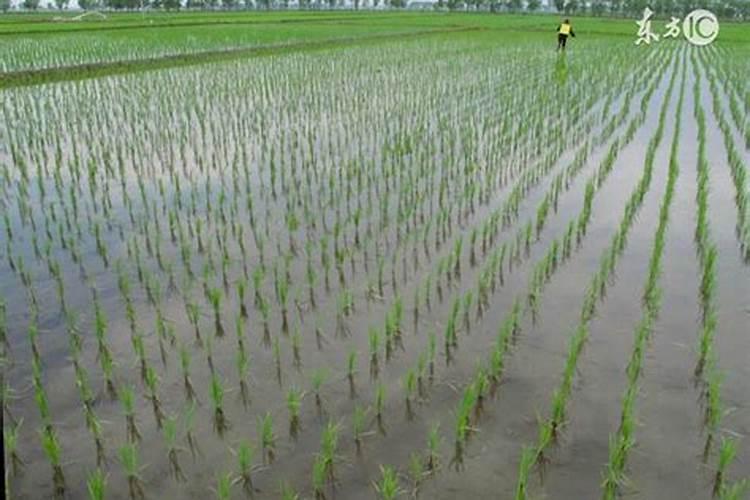 大棚阴天下雨可以打叶面肥吗