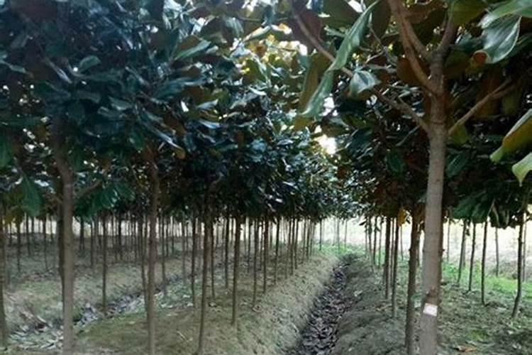 草木灰可以直接拌土养花吗