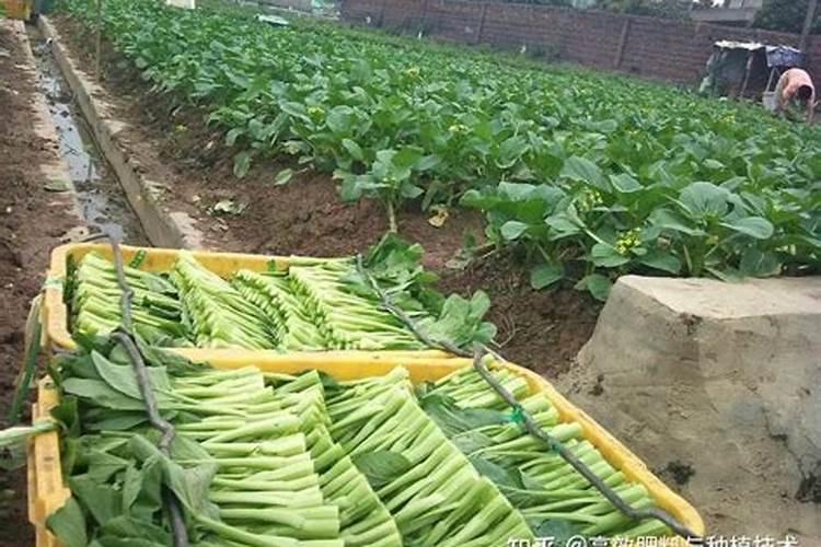 妈妈种菜用的小妙招