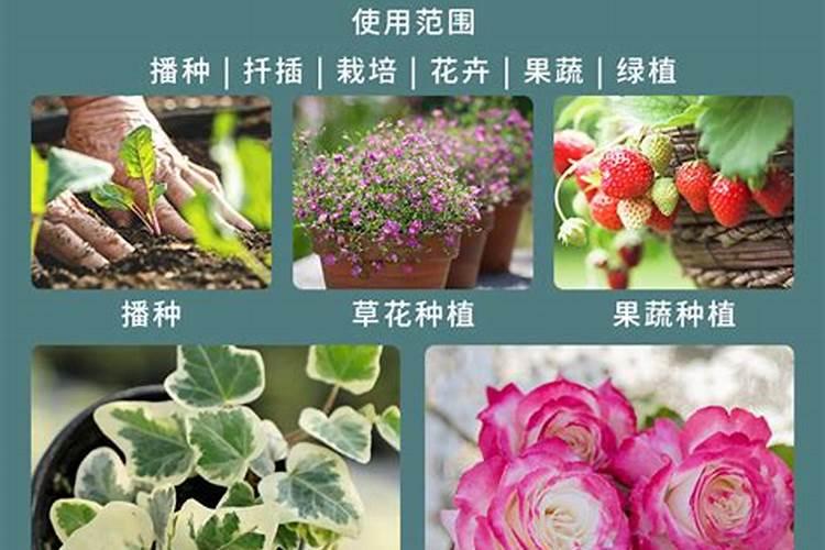 天狼说如何给月季施肥