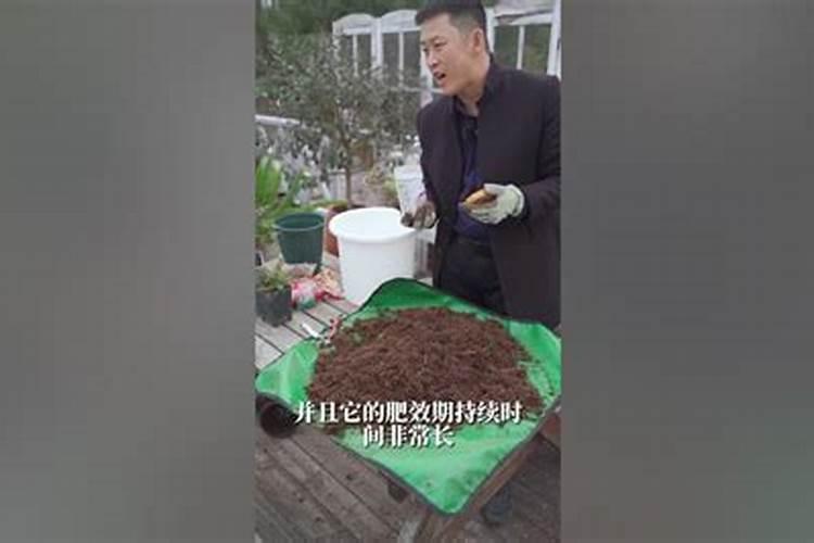 我的月季叶子发黄天狼说是缺镁什么肥中有镁
