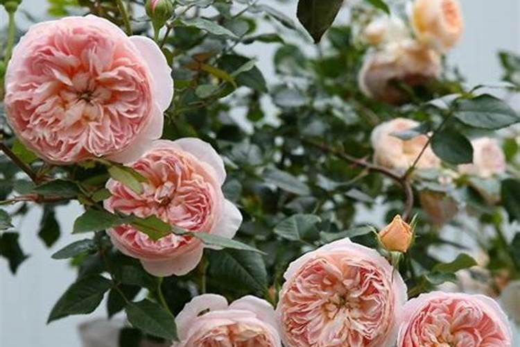 天狼月季适合两广过冬小知识