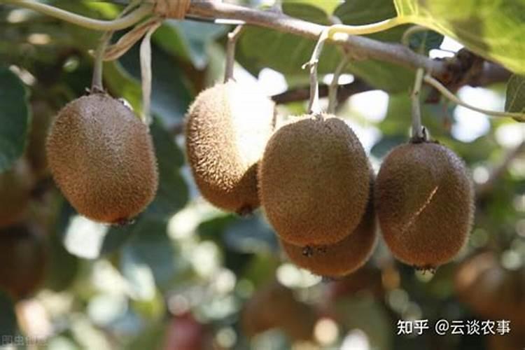 柑橘褐斑病用啥药最好