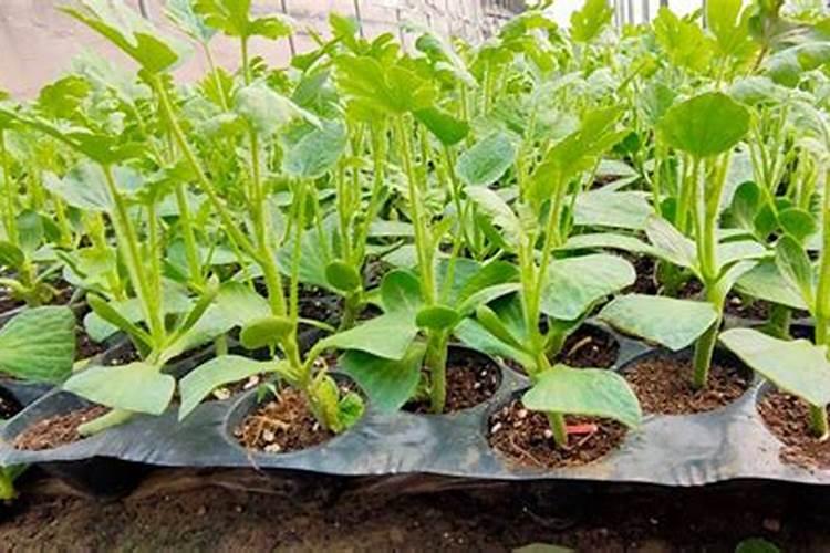 西瓜苗移植后多久施肥