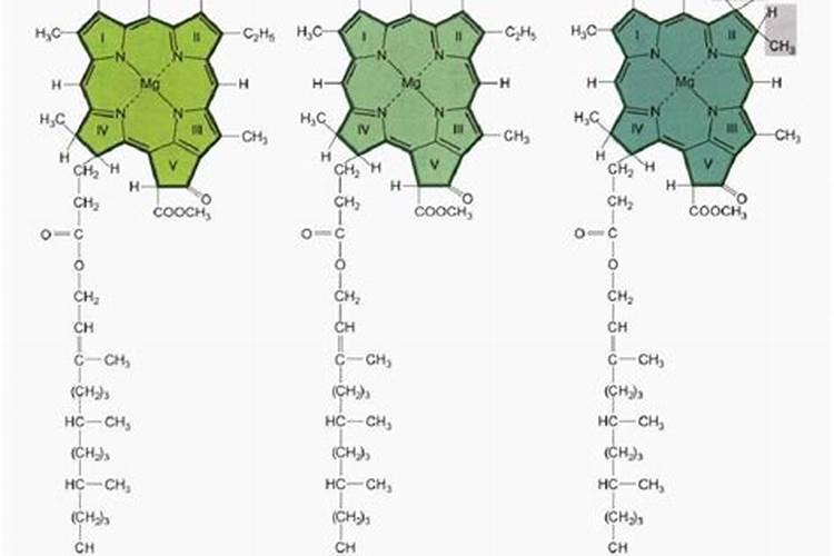 如何认识野生巴戟