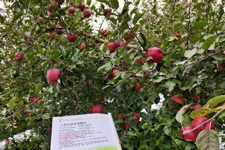 苹果树喷什么叶面肥好
