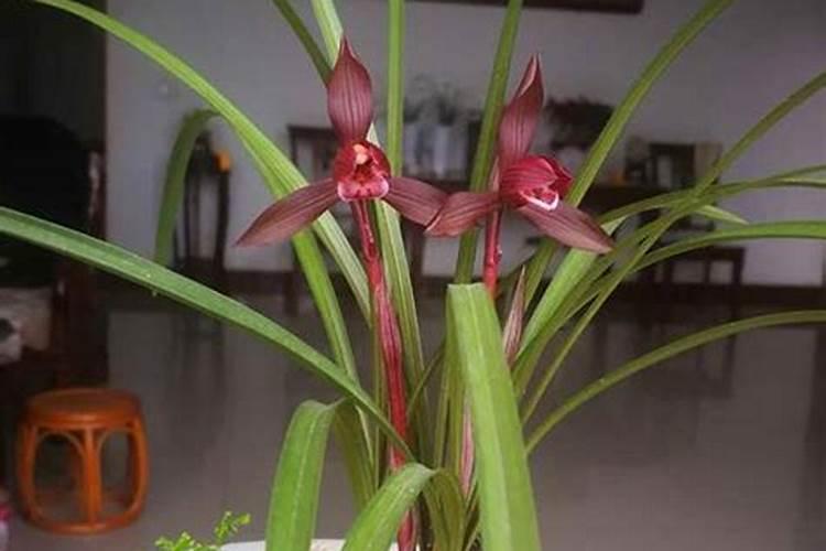 草莓苗什么时候施肥 草莓苗种植多久能施肥